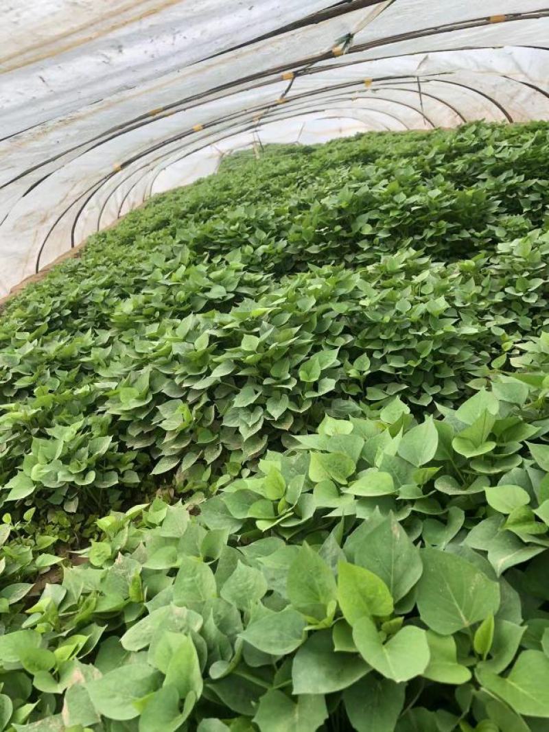 红薯苗西瓜红，龙薯九号，杠一九
