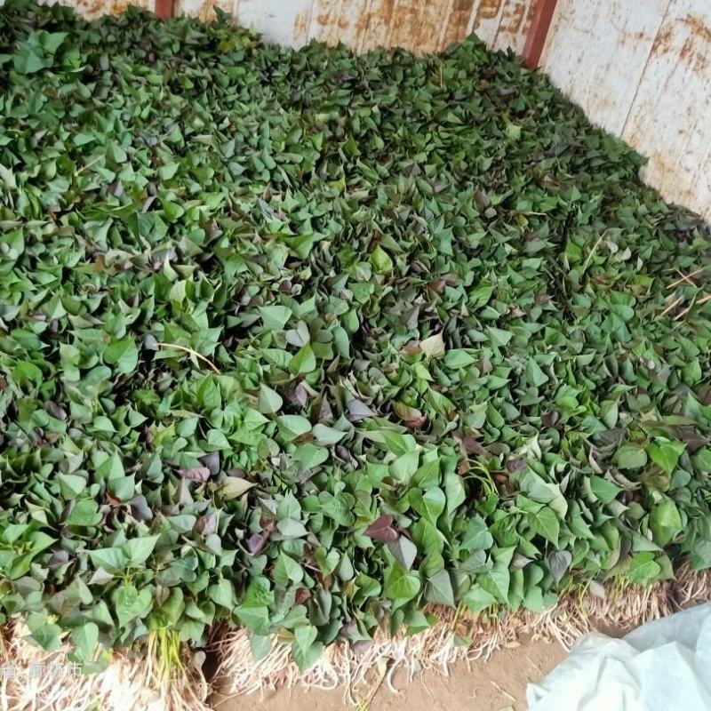红薯苗西瓜红，龙薯九号，杠一九