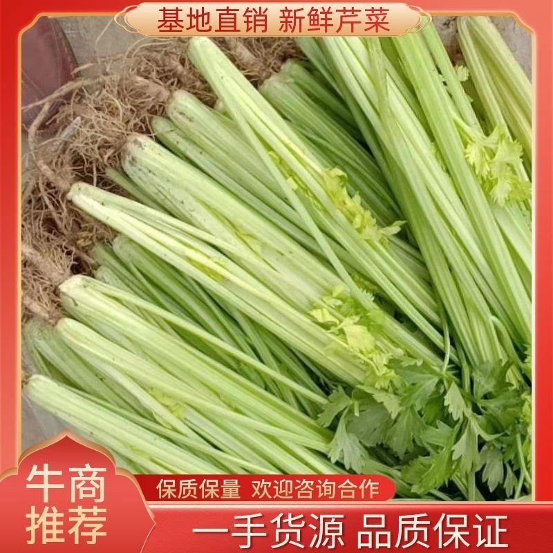 芹菜大量上市，品质很不错，专业种植芹菜，又脆又香
