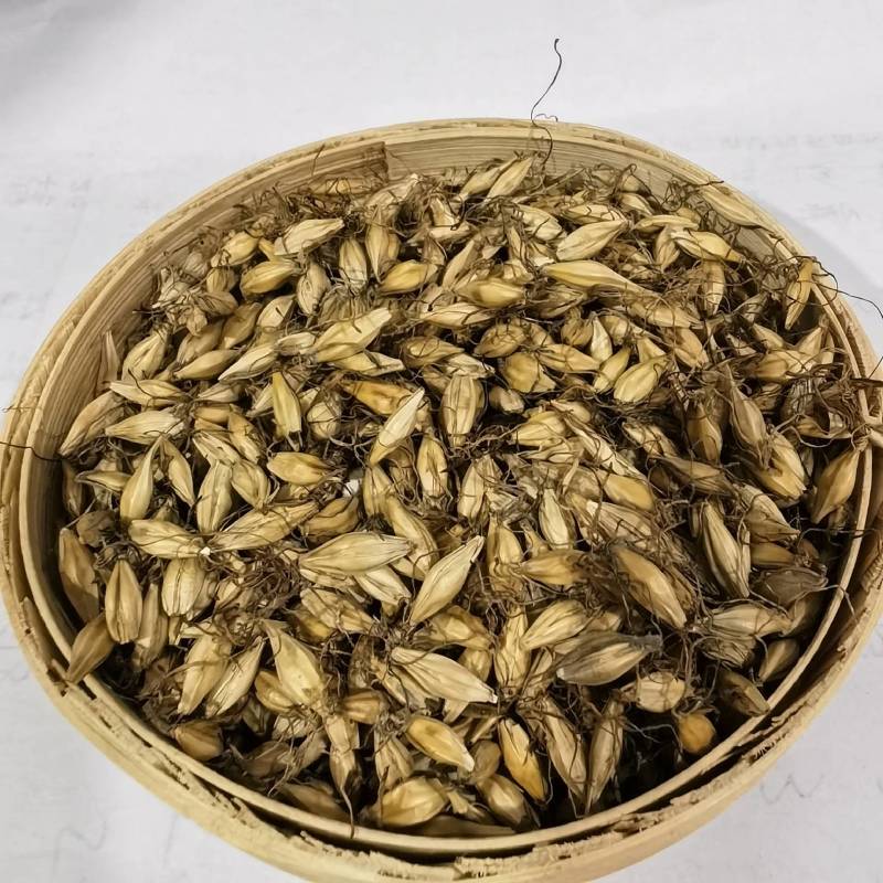 炒麦芽精选优选货货源充足物美价廉当天发货颜色好