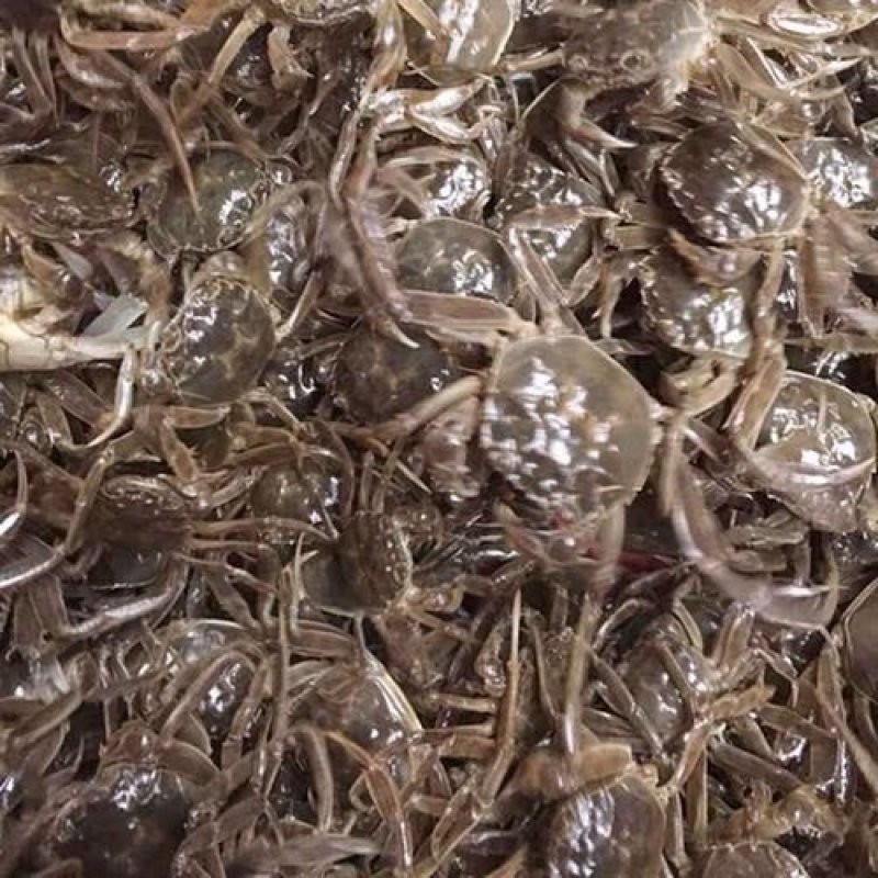 精品盘锦河蟹苗