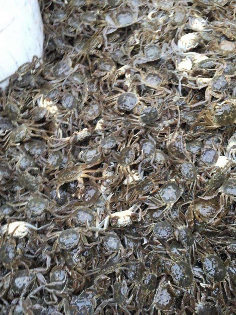 精品盘锦河蟹苗