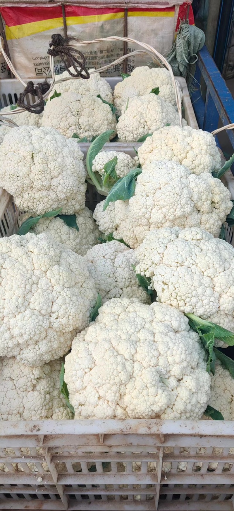 精品有机花大量供应，松花菜，质量好价格优