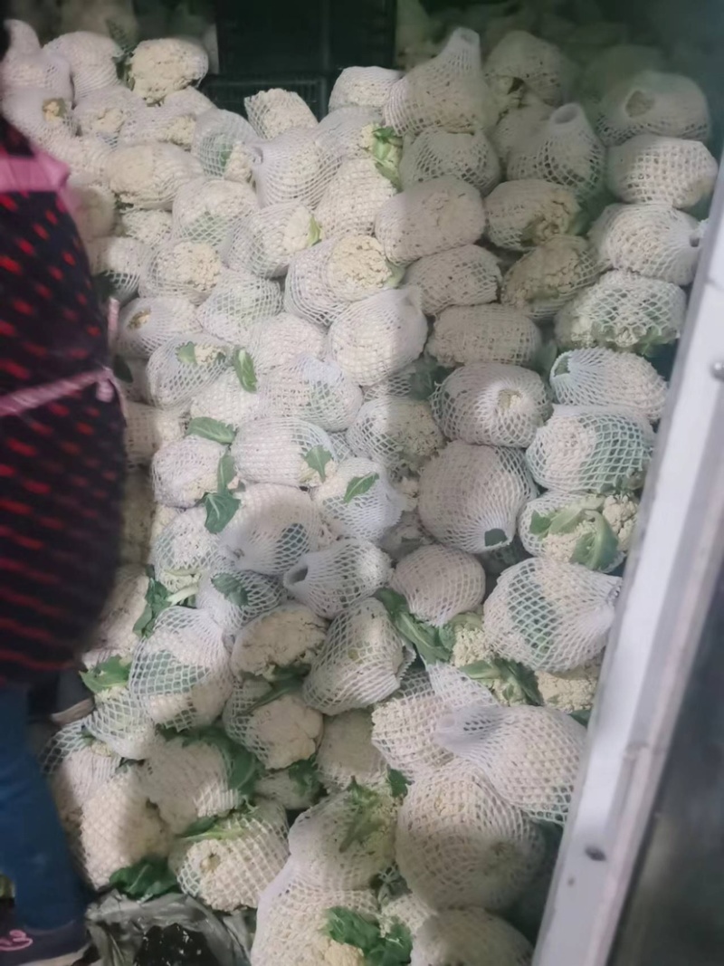 精品有机花大量供应，松花菜，质量好价格优