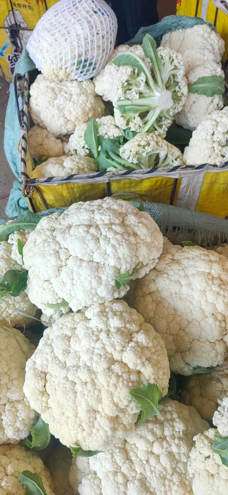 精品有机花大量供应，松花菜，质量好价格优