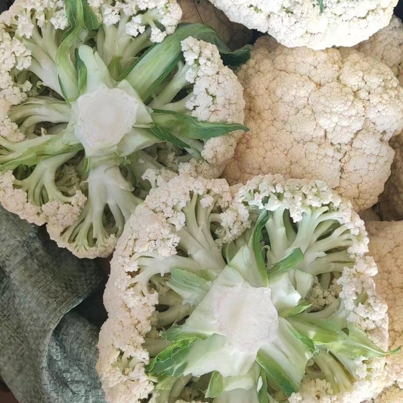 精品有机花大量供应，松花菜，质量好价格优