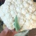 精品有机花大量供应，松花菜，质量好价格优
