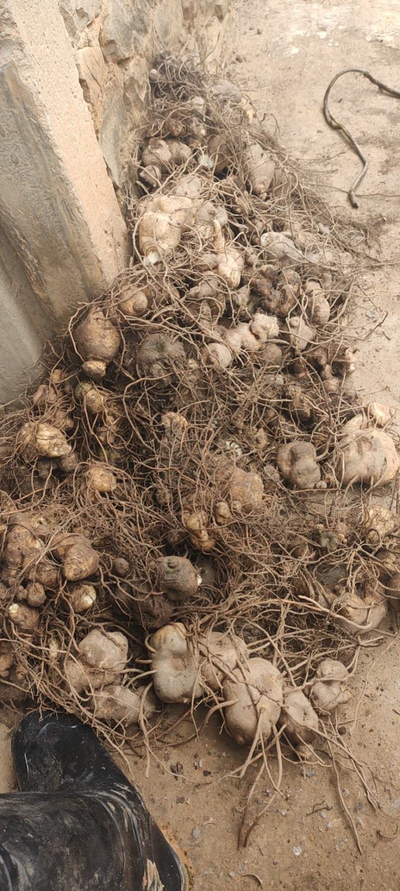 云南野生滇黄精，鲜货，