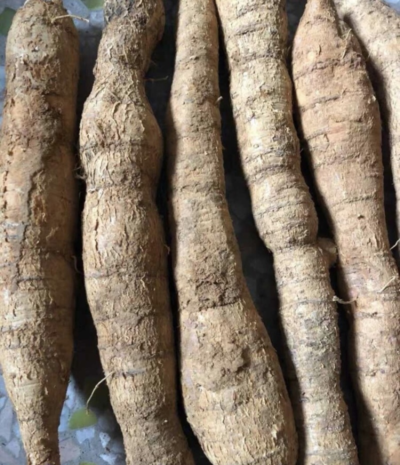 牛大力