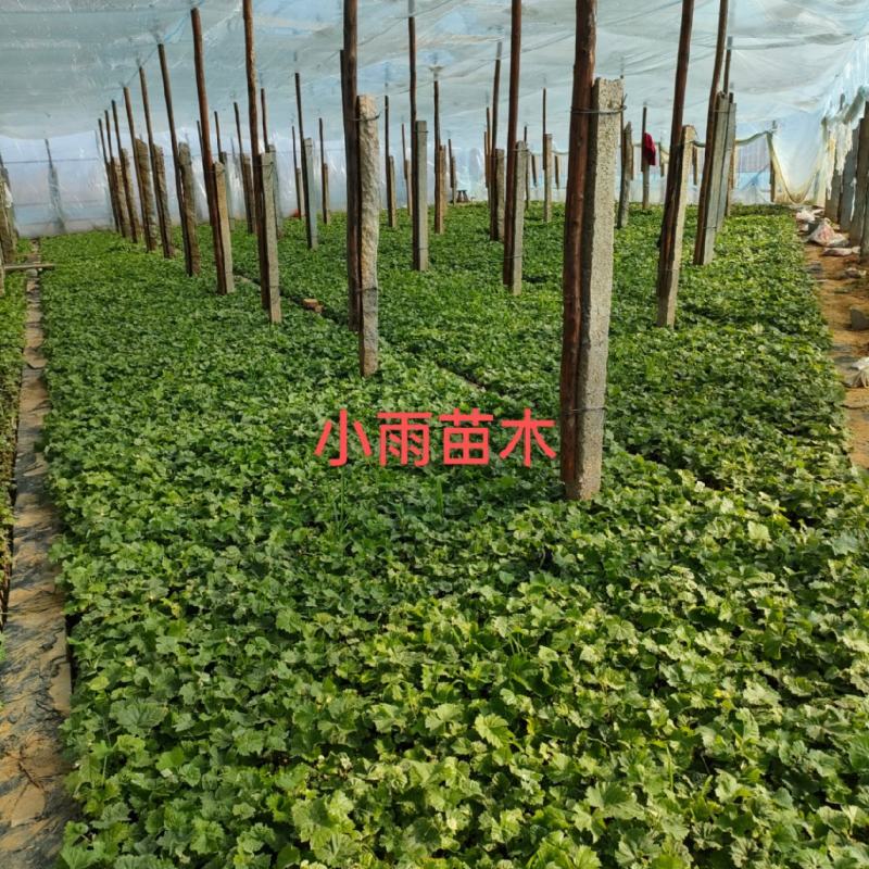 玫瑰香葡萄苗，历史优久，果实玟瑰香味，易管理，丰产。