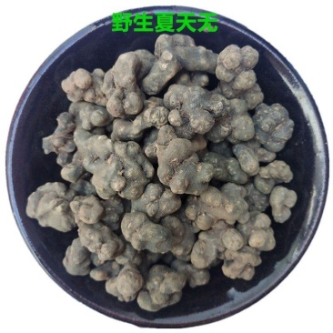 夏天无地道中药材夏天无粉一粒金丹野元胡夏天中药材