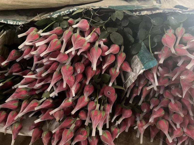 卡罗拉鲜切玫瑰花云南基地直发