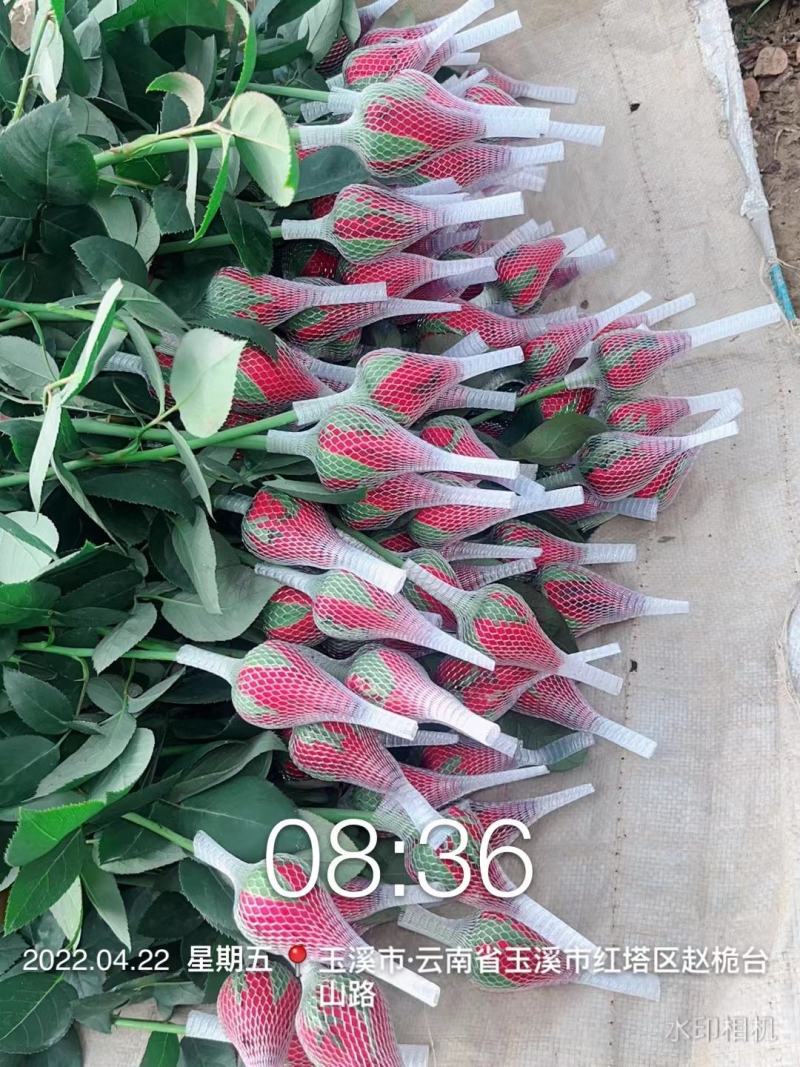 卡罗拉鲜切玫瑰花云南基地直发