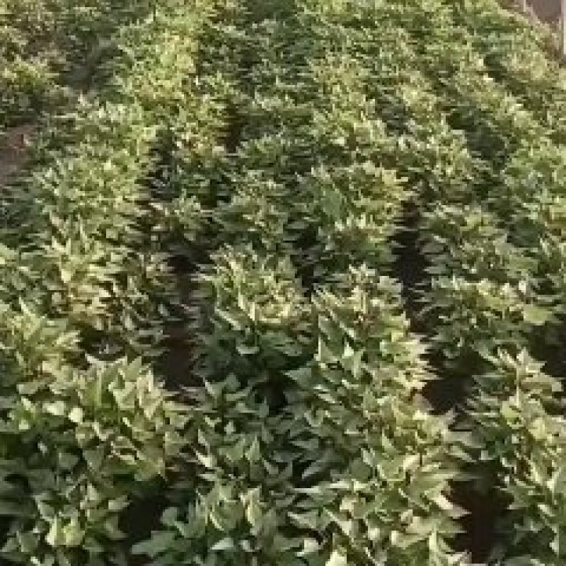 西瓜红红薯苗