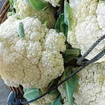 优质福建花菜-颜色白青梗白面散花松花菜椰花菜实力代办