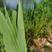 【精品】白洋淀新鲜芦苇粽子叶，大量，质量保证全国发货