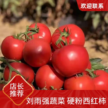 南乐温室大棚西红柿，食堂货