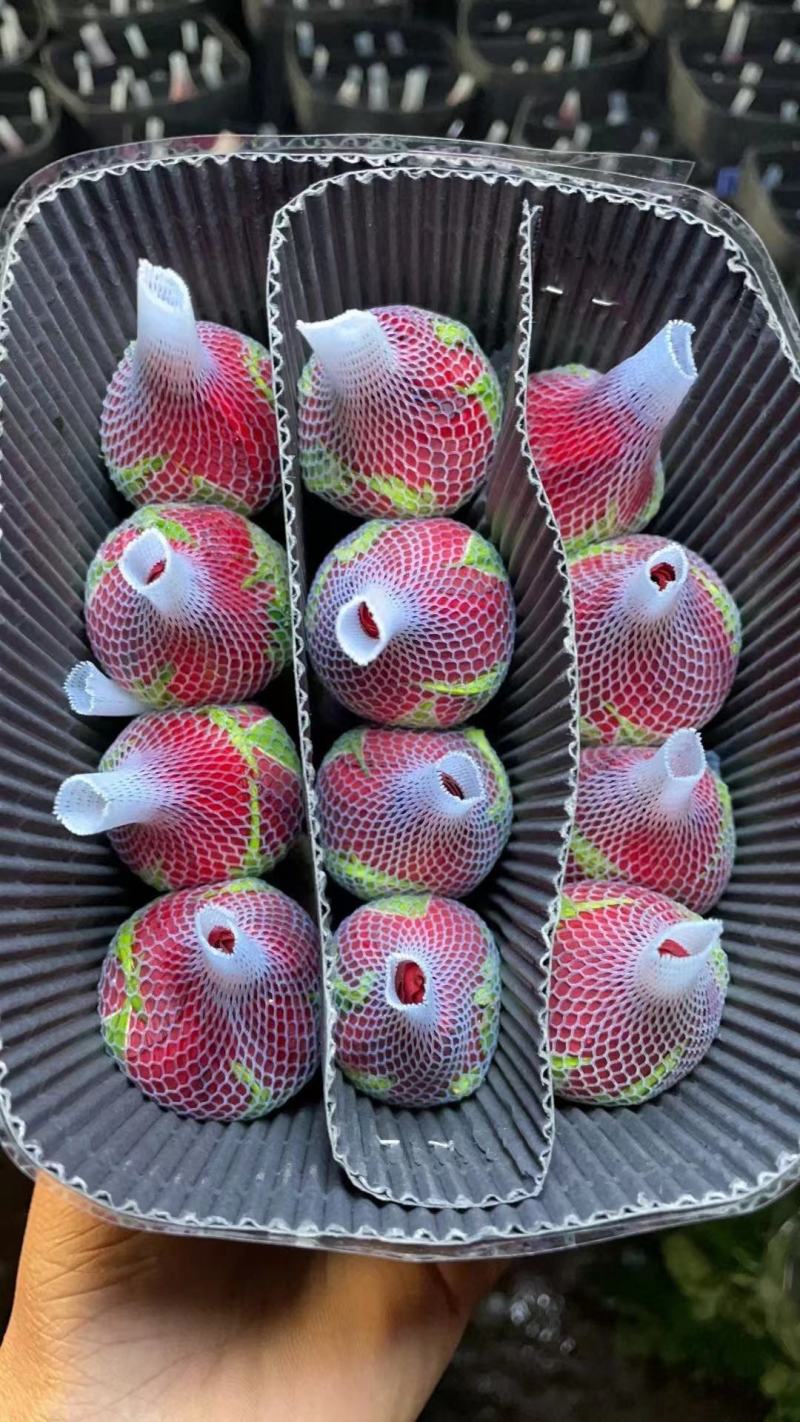 卡罗拉鲜切玫瑰花云南基地直发