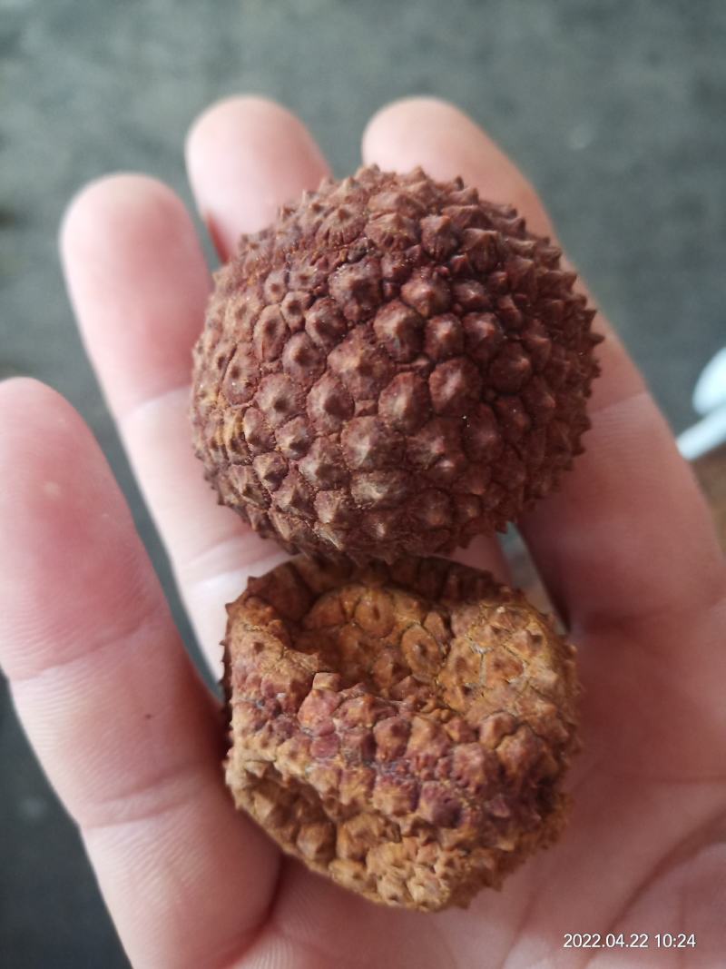 桂问荔枝干