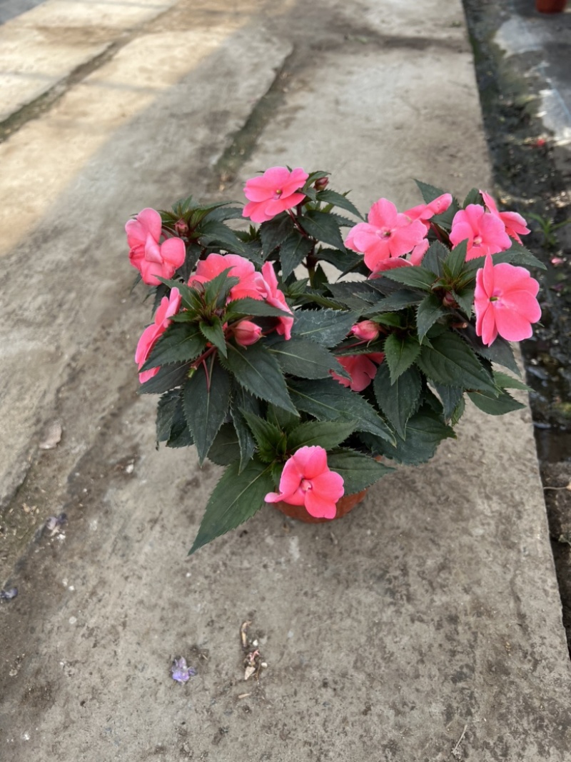 180凤仙基地大量生产量大私聊