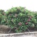 全冠红花鸡蛋花假植苗粉花鸡蛋花移栽苗多种规格齐全