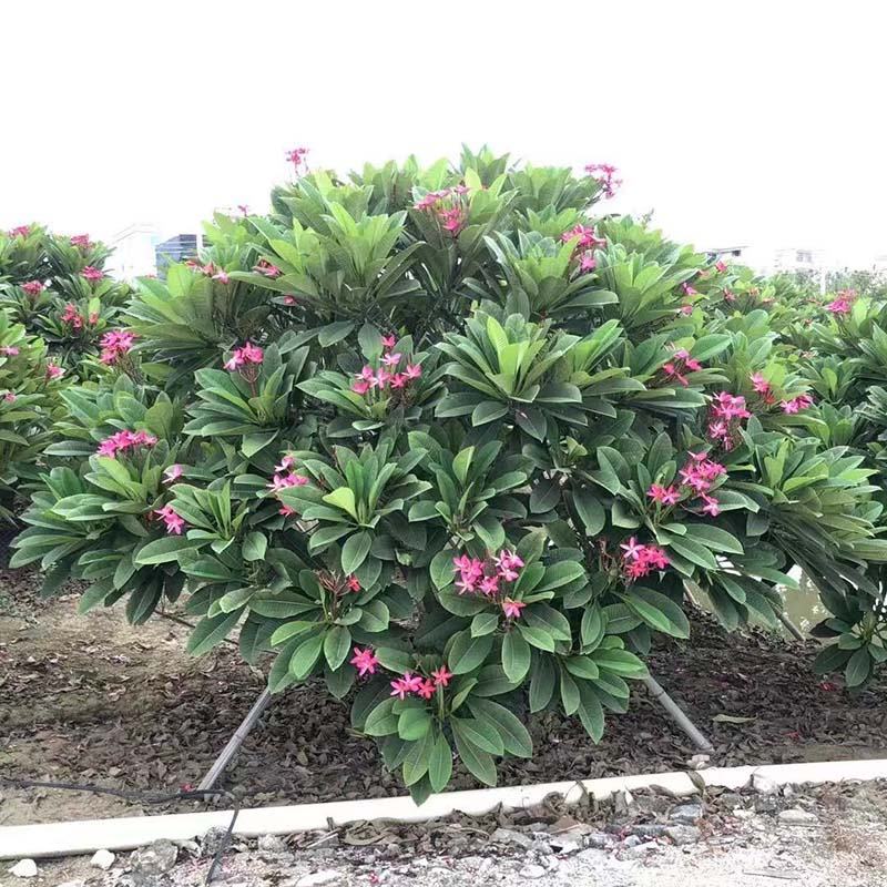 全冠红花鸡蛋花假植苗粉花鸡蛋花移栽苗多种规格齐全