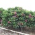 全冠红花鸡蛋花假植苗粉花鸡蛋花移栽苗多种规格齐全