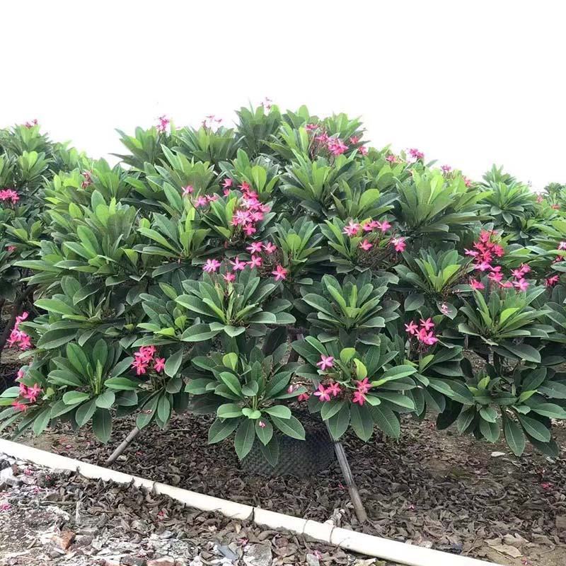 全冠红花鸡蛋花假植苗粉花鸡蛋花移栽苗多种规格齐全