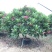 全冠红花鸡蛋花假植苗粉花鸡蛋花移栽苗多种规格齐全