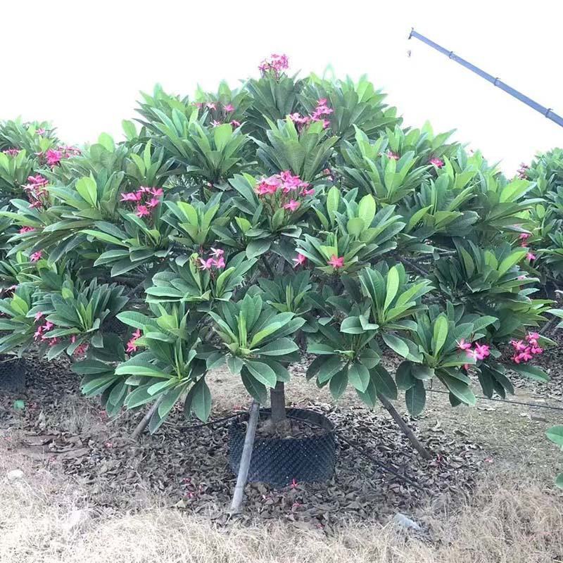 全冠红花鸡蛋花假植苗粉花鸡蛋花移栽苗多种规格齐全
