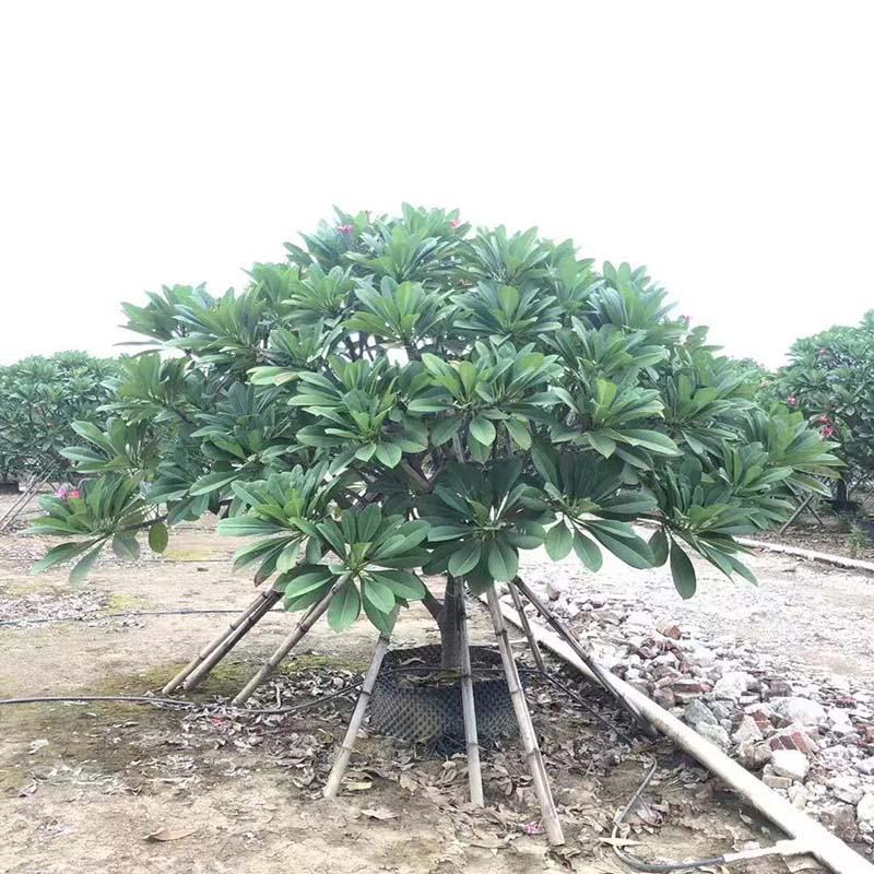 全冠红花鸡蛋花假植苗粉花鸡蛋花移栽苗多种规格齐全