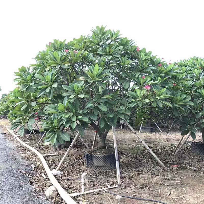 全冠红花鸡蛋花假植苗粉花鸡蛋花移栽苗多种规格齐全