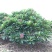全冠红花鸡蛋花假植苗粉花鸡蛋花移栽苗多种规格齐全