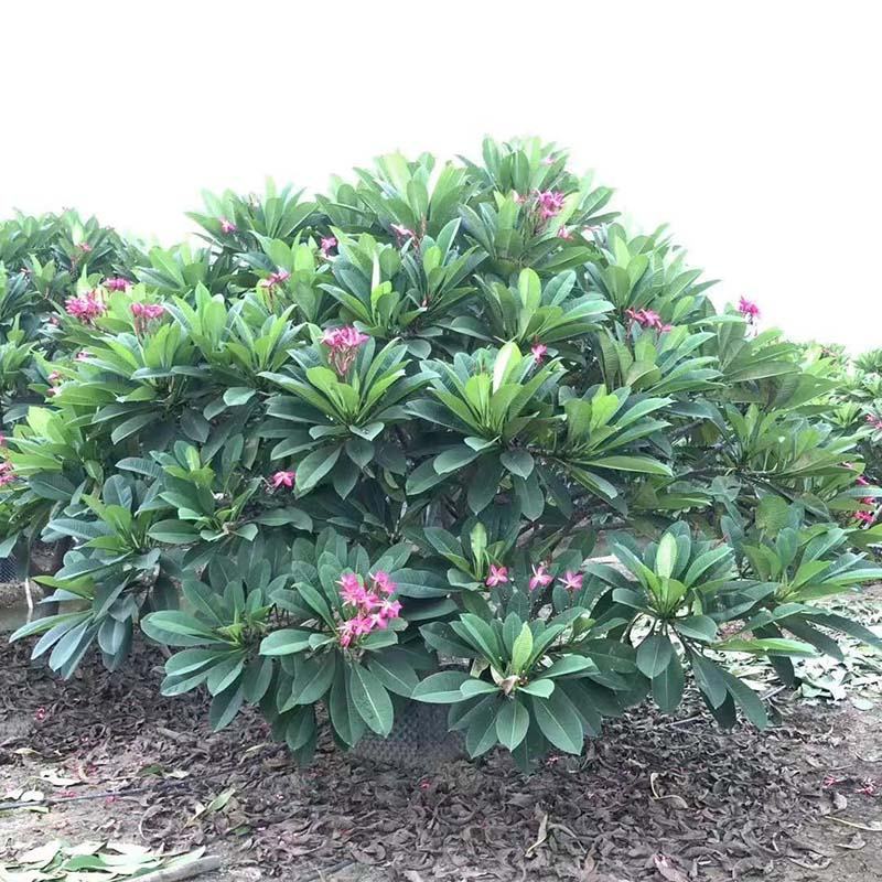 全冠红花鸡蛋花假植苗粉花鸡蛋花移栽苗多种规格齐全