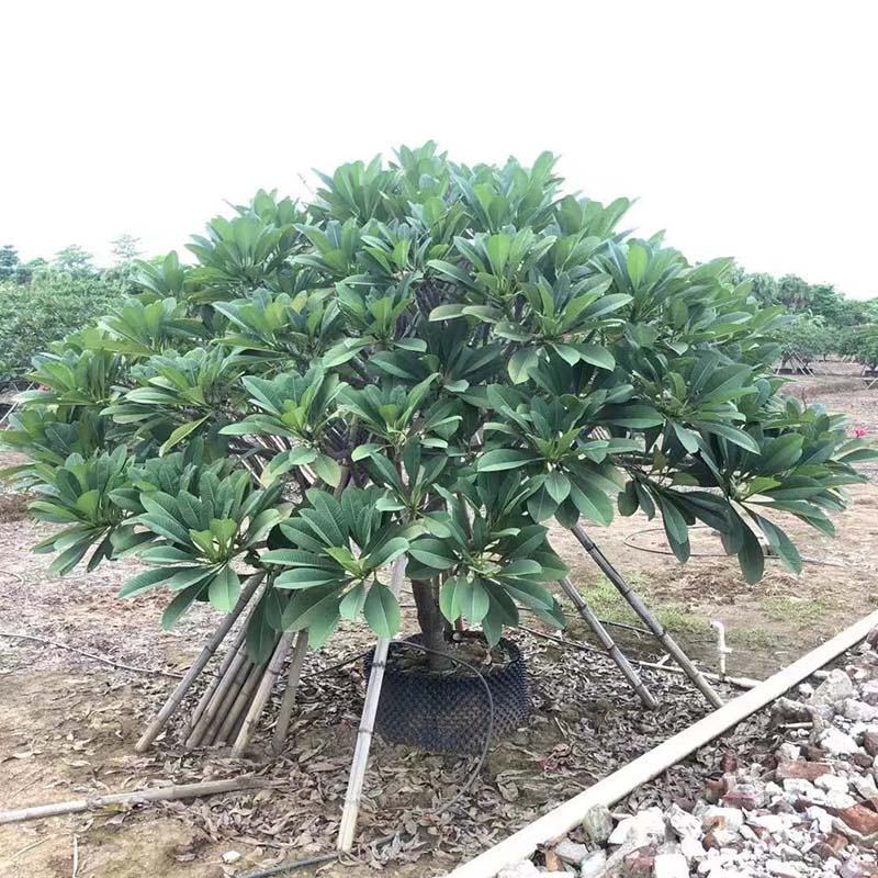 全冠红花鸡蛋花假植苗粉花鸡蛋花移栽苗多种规格齐全