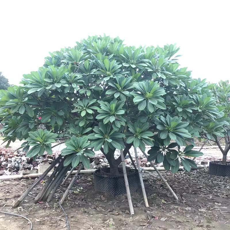 全冠红花鸡蛋花假植苗粉花鸡蛋花移栽苗多种规格齐全