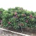 全冠红花鸡蛋花假植苗粉花鸡蛋花移栽苗多种规格齐全
