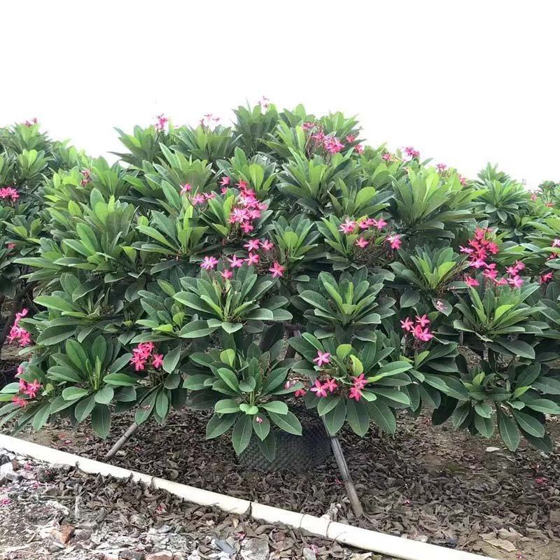 全冠红花鸡蛋花假植苗粉花鸡蛋花移栽苗多种规格齐全