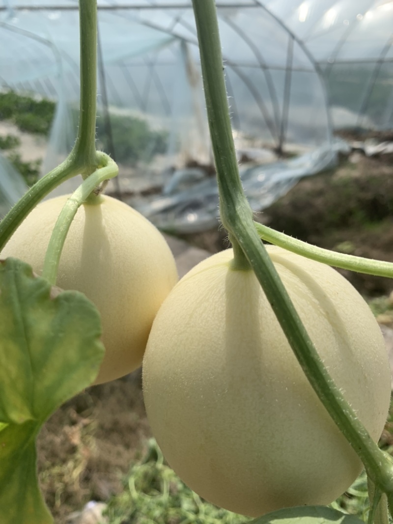东方蜜甜瓜