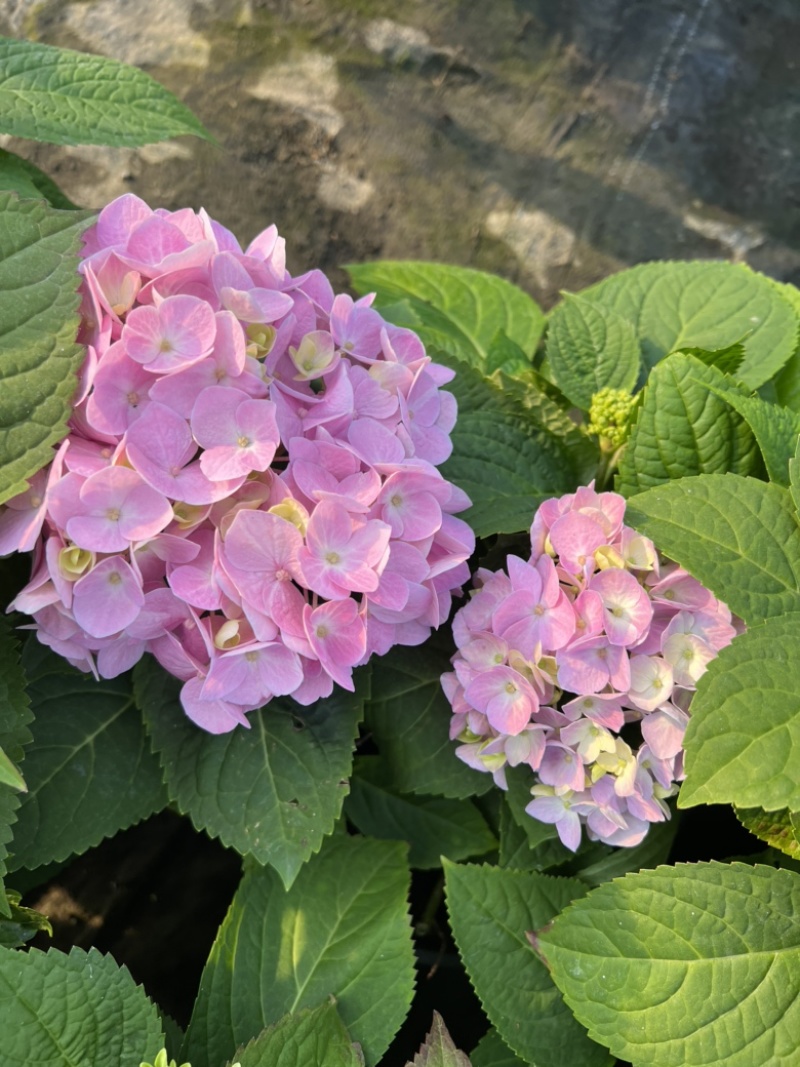 2加仑绣球基地大量生产量大私聊