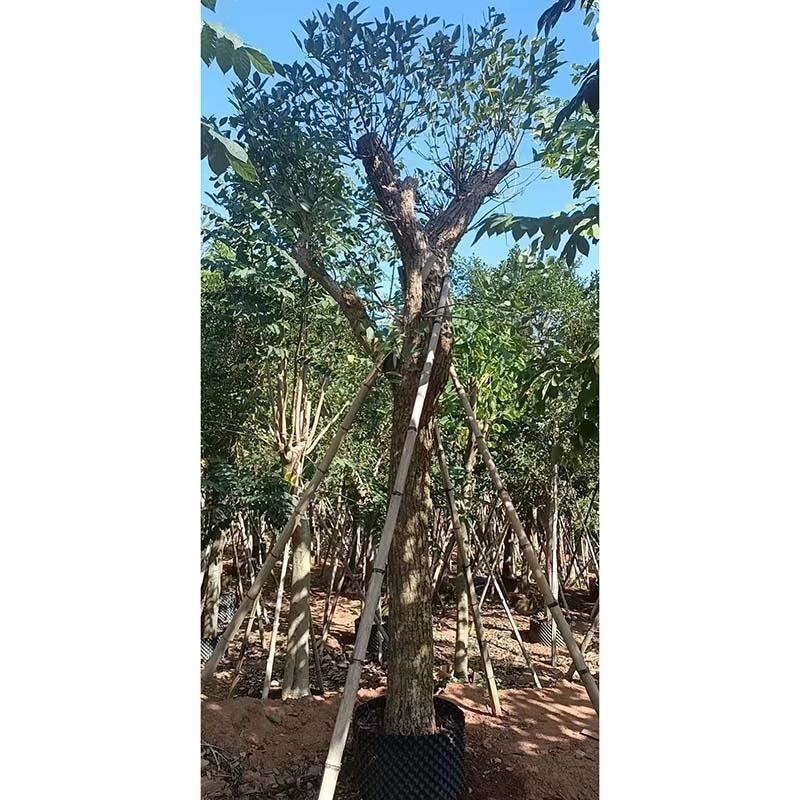 鸡冠刺桐假植苗高杆鸡冠刺桐移栽苗绿化风景树
