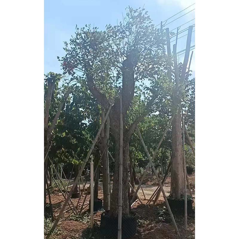鸡冠刺桐假植苗高杆鸡冠刺桐移栽苗绿化风景树