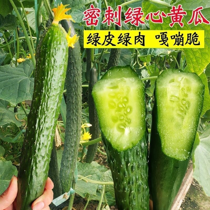 万亩密刺黄瓜商超供货质量保证代发全国