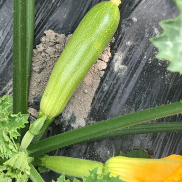 本地西葫芦
