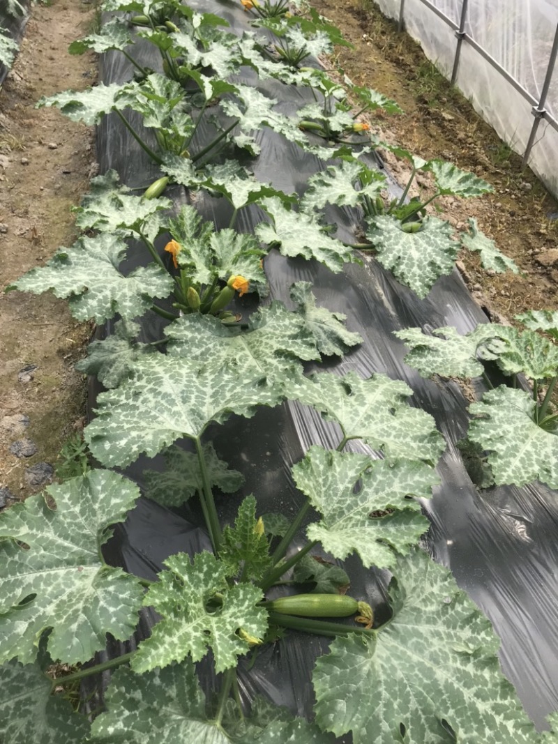 本地西葫芦