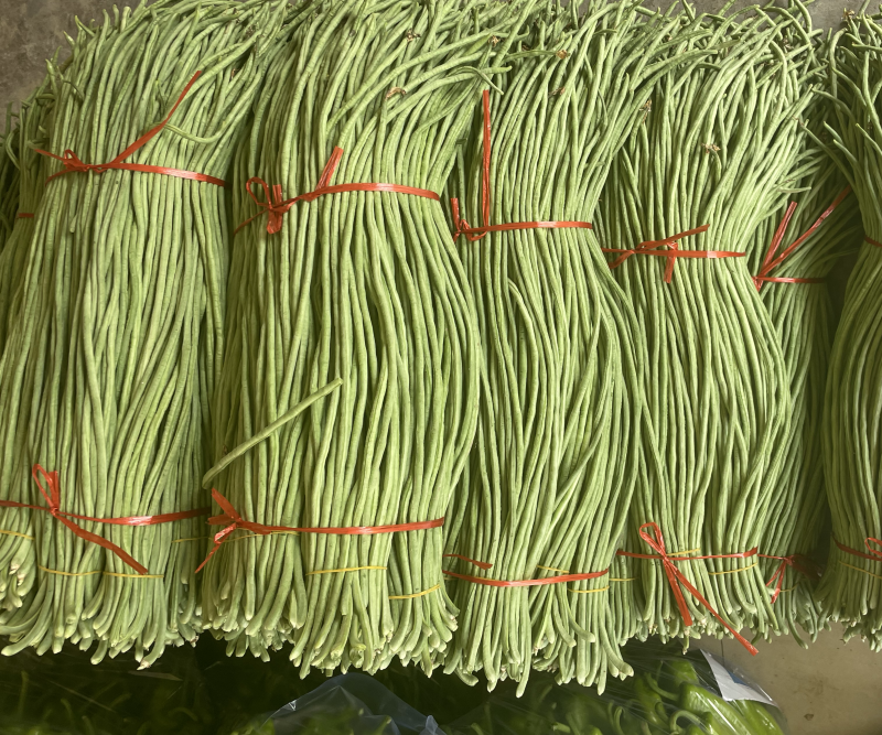 长豆角长豇豆大量供应产地货源充足代发全国