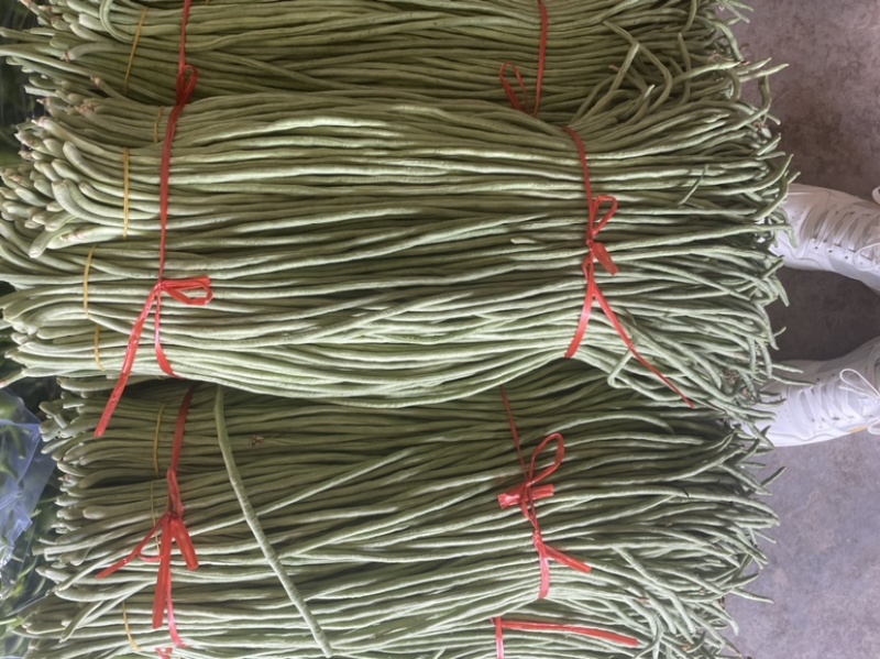 长豆角长豇豆大量供应产地货源充足代发全国