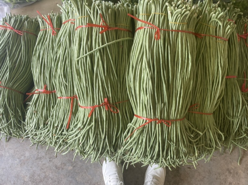 长豆角长豇豆大量供应产地货源充足代发全国
