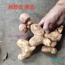 黄精纯野生鸡头黄精观音苔鲜货上市贵州地道中药材