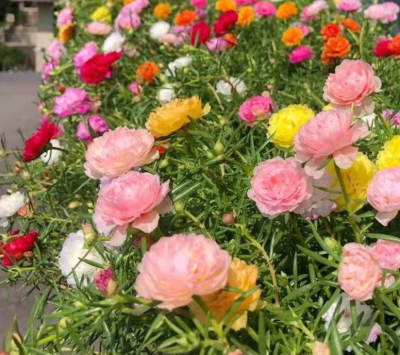 重瓣太阳花花籽四季开花室内花卉盆栽庭院花种子太阳花种子